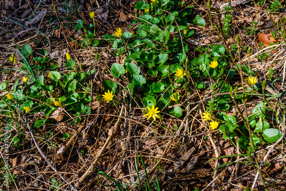 Yellow buttercups in a forest on early spring Yellow buttercups in a forest on early spring