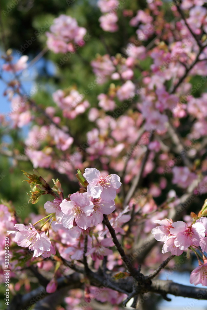 河津桜