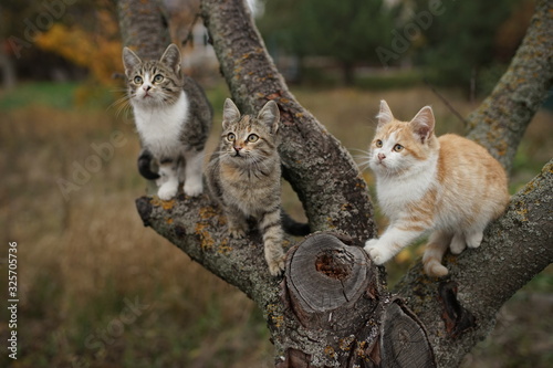 Photography Three cute kittens play on a tree branch
