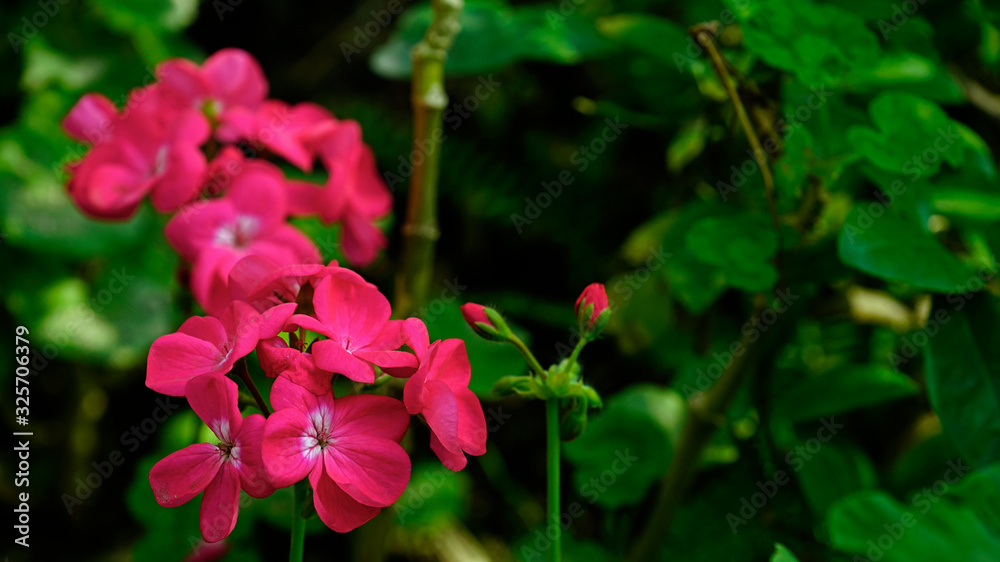 Fototapeta premium geranium flowers in full bloom at garden