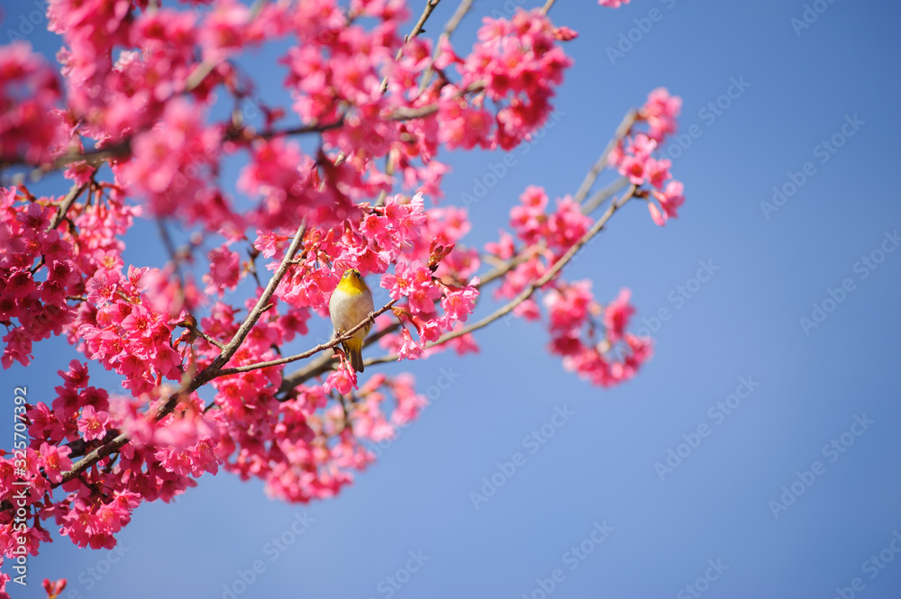 Sakura flower branch with small bird against blue sky Sakura flower branch with small bird against blue sky