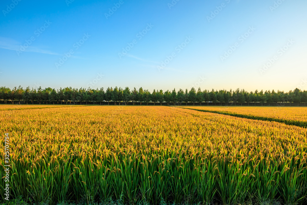 Rice growing in the field in autumn