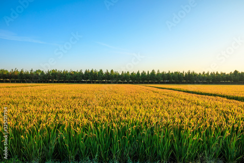Rice growing in the field in autumn