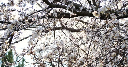 Blossoming apricot tree branches. Spring apricot garden.