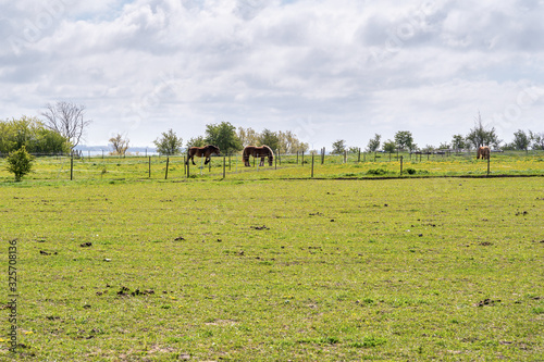Horses on green meadow in southern Sweden
