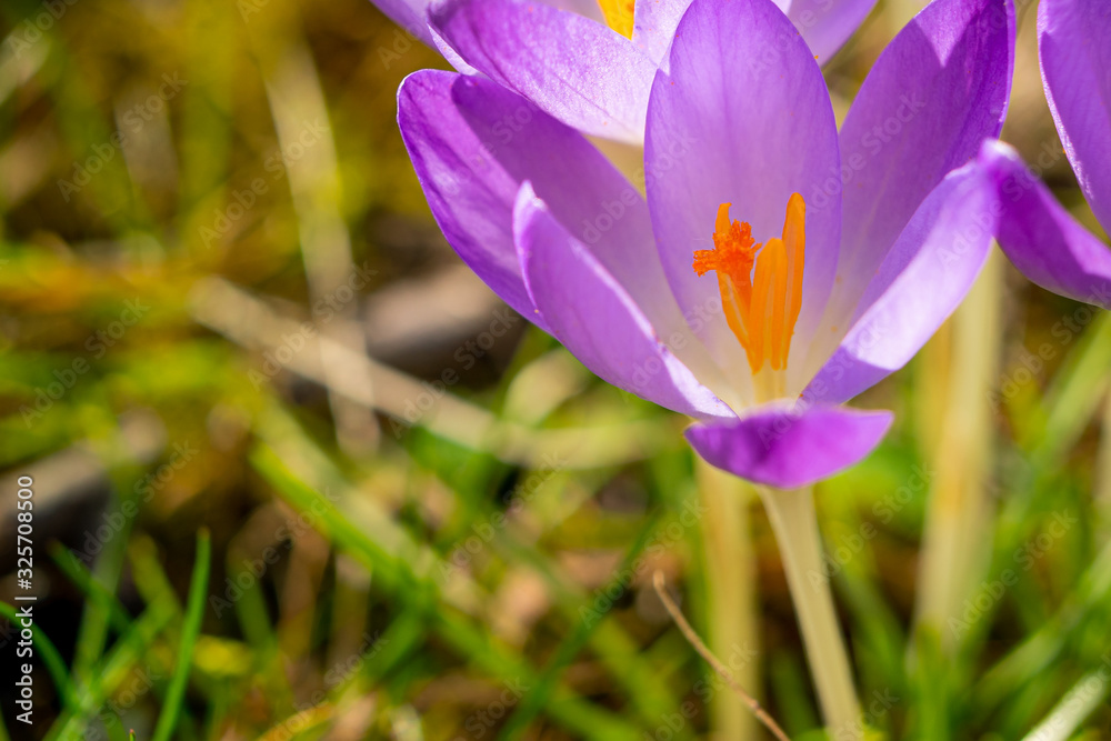 crocus crocus