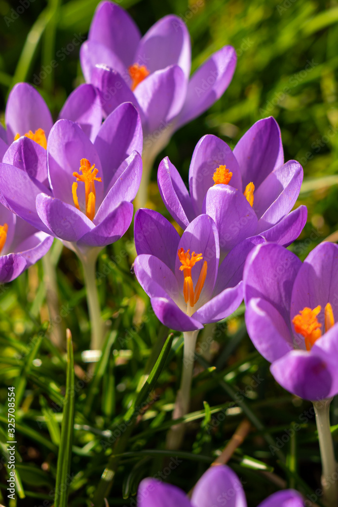 crocus 