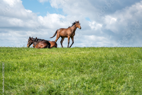 Horses on a summer pasture
