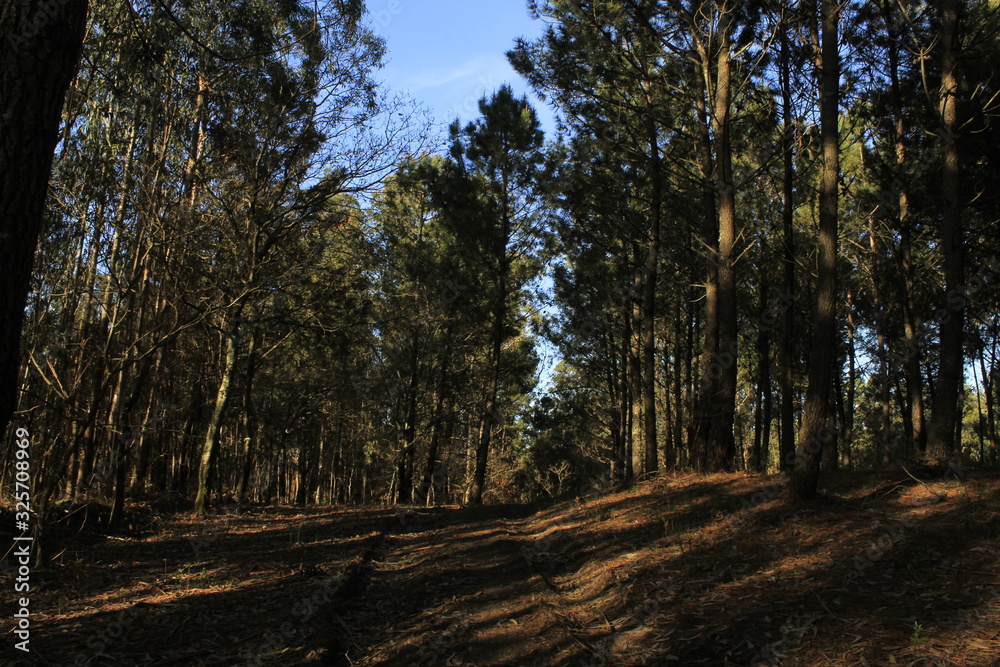 The Galician deciduous forest in the month of February The Galician deciduous forest in the month of February