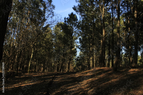 The Galician deciduous forest in the month of February