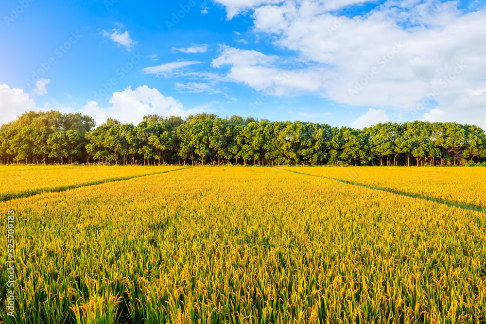 Rice growing in the field in autumn Rice growing in the field in autumn
