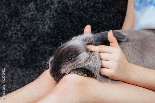 A Lop Rabbit With A Little Girl