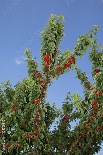 juicy vitamin bombs, cherry is a species of plant in the genus Prunus