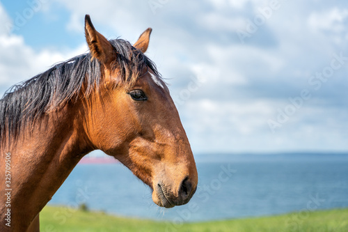 Closeup of the head of a horse on sky background © Elena Sistaliuk