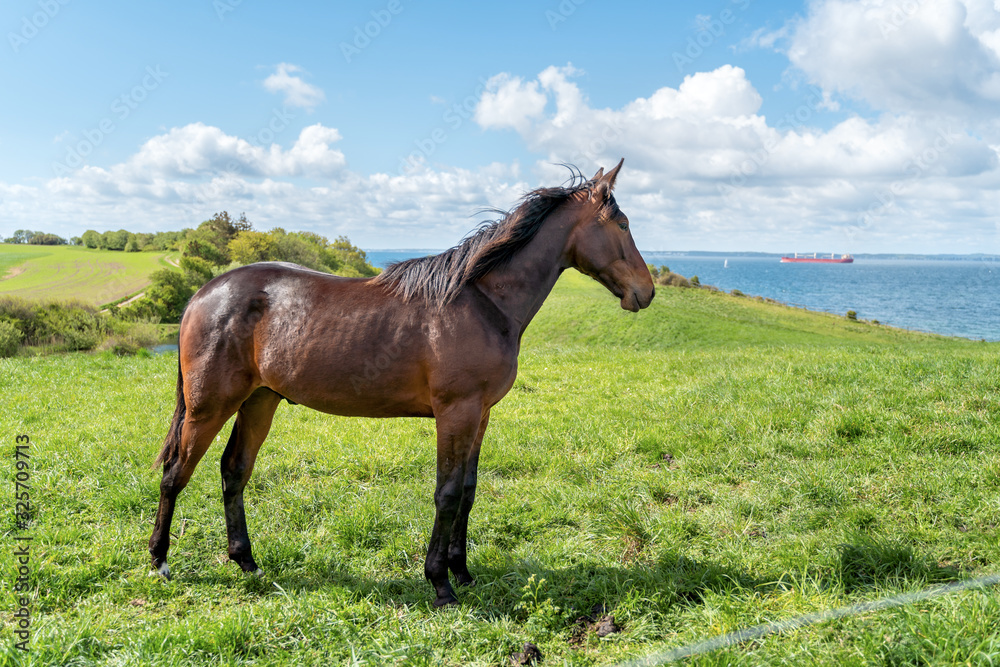 Brown horse standing on green pasture