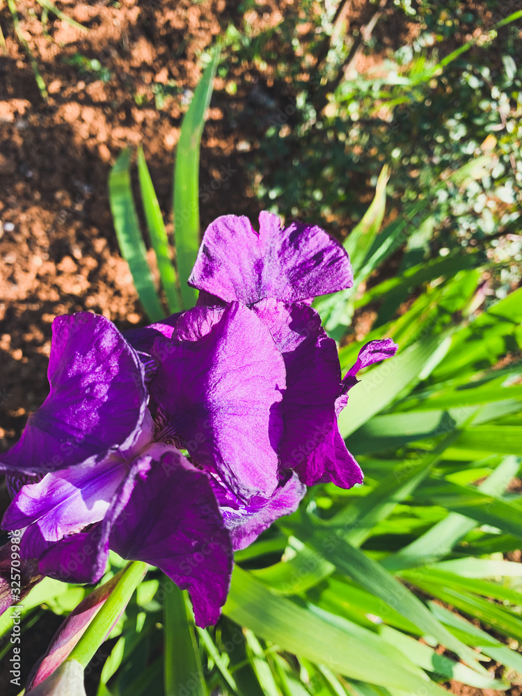 Fresh purple iris flower, close up