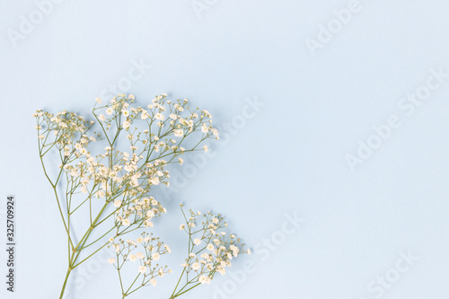 White gypsophila flowers on a blue pastel background. Floral composition with place for text.