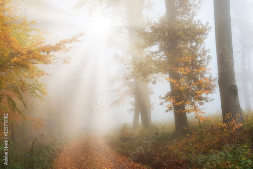 fog in the forest in autumn