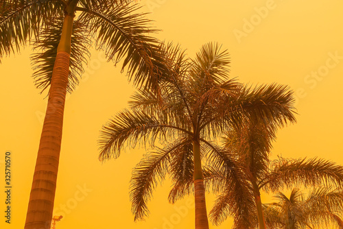 Sand storm against palm trees. Mist with sand and dust from Africa. Calima on Canary Islands. Tenerife, Puerto de la Cruz. © garrykillian