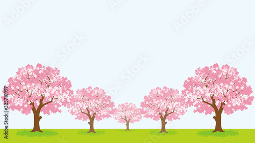 桜の木々　草地