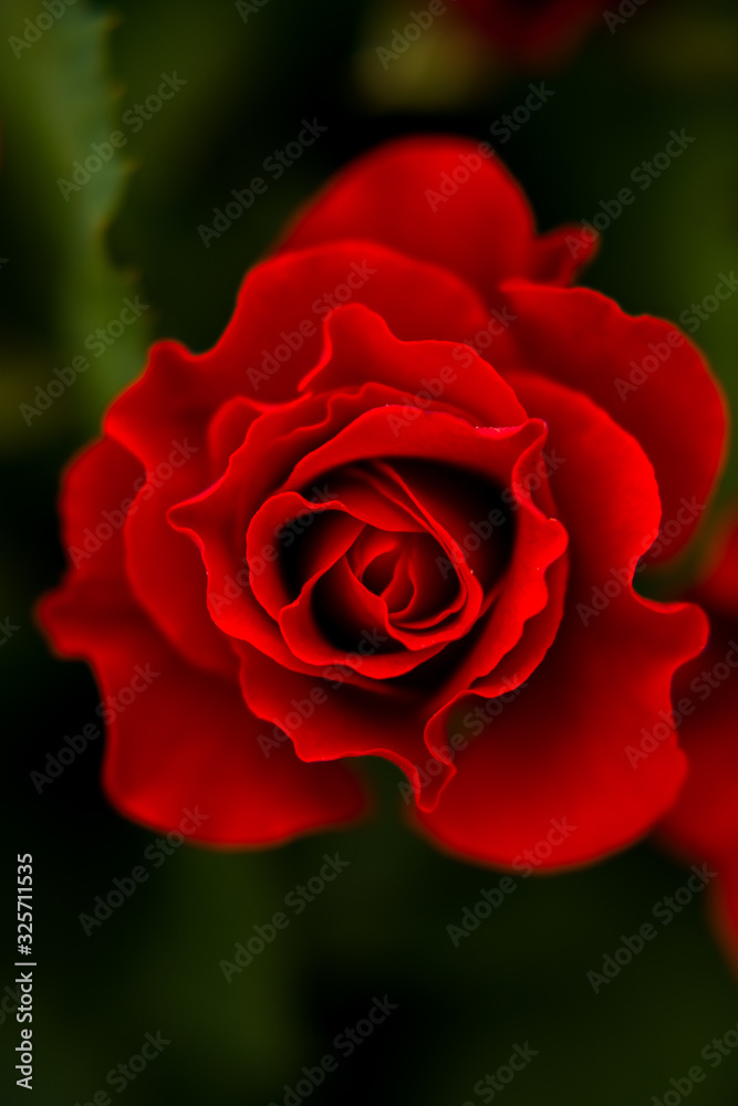 Flower plant spring beautiful nature Flower plant spring beautiful nature
