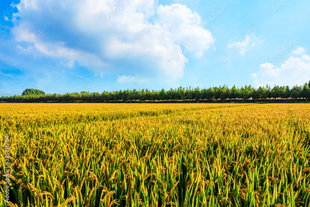 Rice growing in the field in autumn