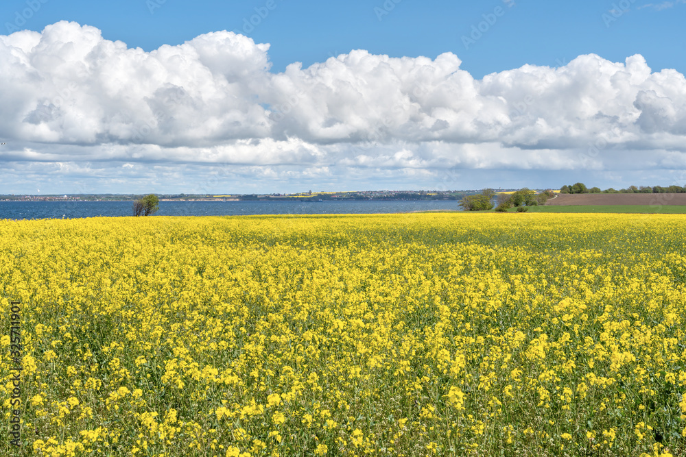 Landscape with rapeseed field and blue sky selective focus