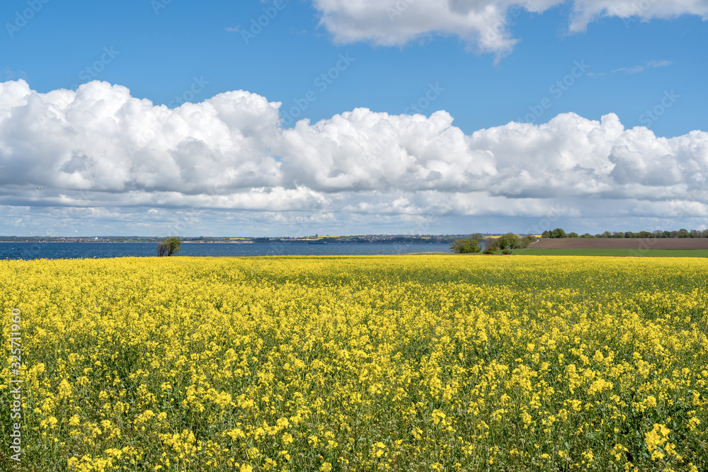 Field of yellow rape against the blue sky in Sweden