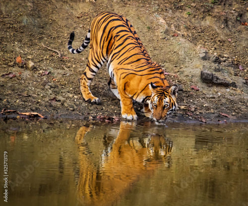 Tigress Quenching Thirst In Jungle 