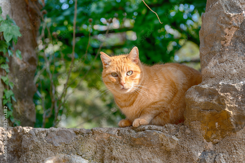 Stray cat looking Stray cat looking