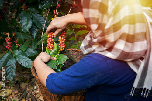 Close Up hand of farmers picking branch of arabicas Coffee Tree on Coffee tree at Nan Province Northern Thailand,Coffee bean Single origin words class specialty. photo