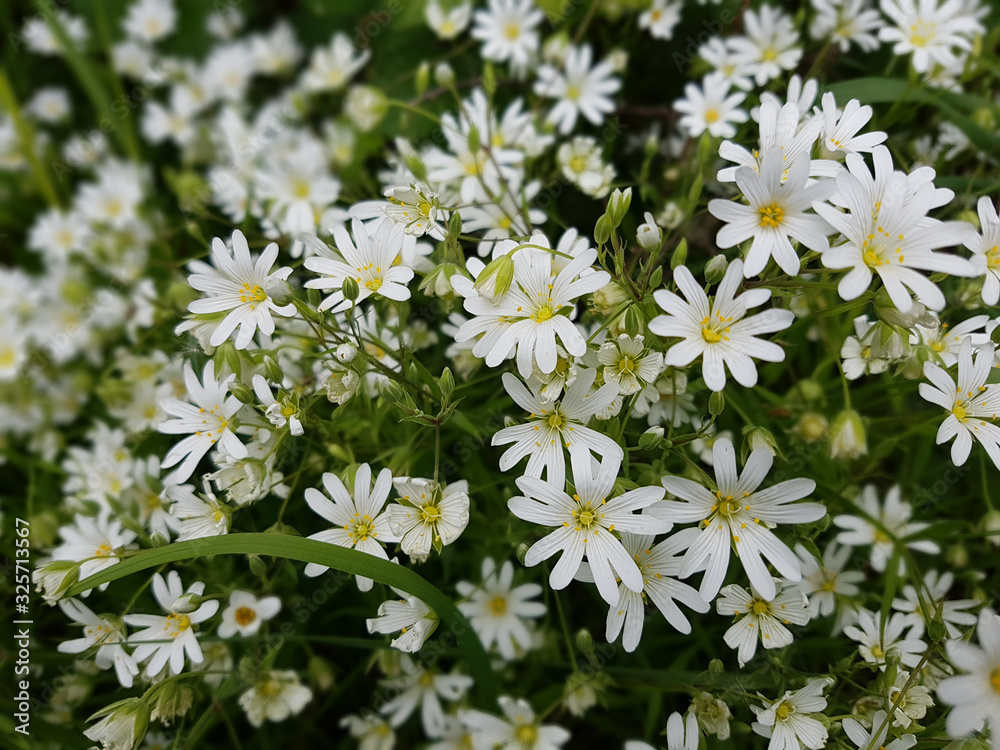 Sternmiere, Grosse, Stellaria holostea Sternmiere, Grosse, Stellaria holostea