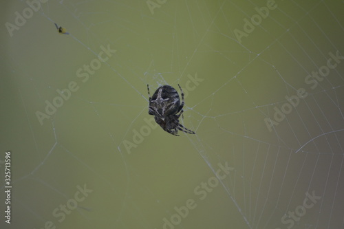Macro photography of a black spider with white stains in its spider-web