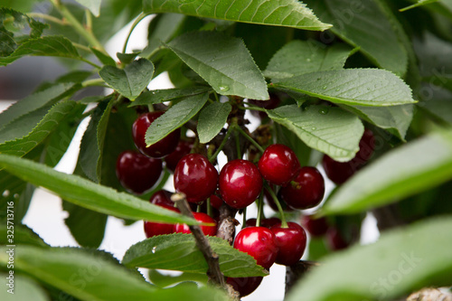 juicy vitamin bombs, cherry is a species of plant in the genus Prunus
