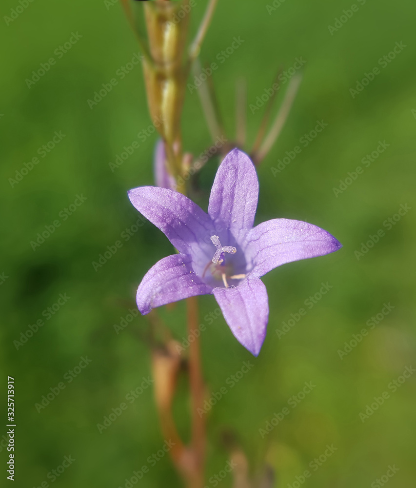 Wiesenglockenblume, Campanula patula