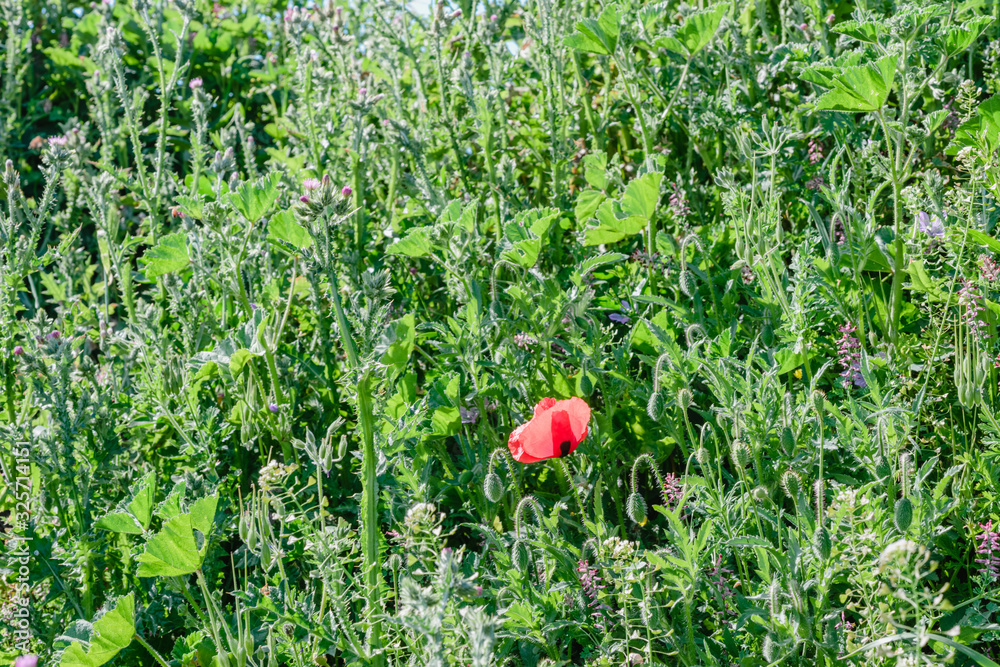 Landscape nature- red poppy