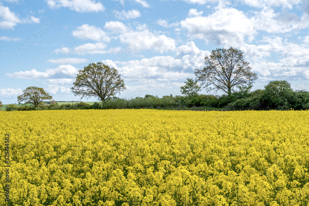 Landscape with rapeseed field and blue sky selective focus Landscape with rapeseed field and blue sky selective focus
