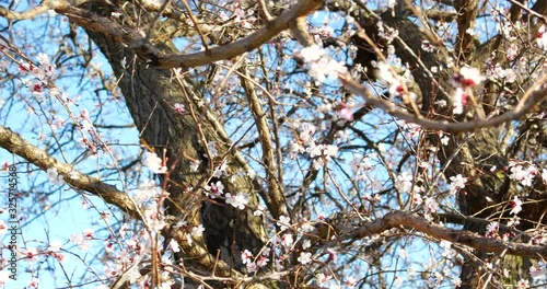 Blossoming apricot tree branches. Spring apricot garden.