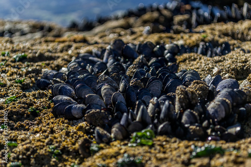 Closed-up photography of a group of claims on a brown rock with a marine background