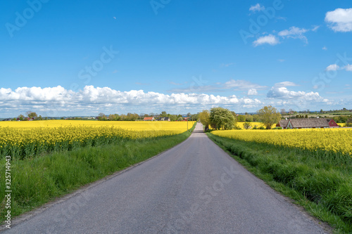 Road through the raps field in a sunny day, South Sweden