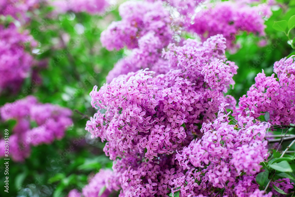Blossom lilac flowers in spring in garden. branch of Blossoming purple lilacs in spring. Blooming lilac bush. Blossoming purple and violet lilac flowers. Spring season, nature background. aroma, Blossom lilac flowers in spring in garden. branch of Blossoming purple lilacs in spring. Blooming lilac bush. Blossoming purple and violet lilac flowers. Spring season, nature background. aroma,