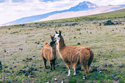 Llamas (Alpaca) in Andes Mountains, Ecuador, South America.