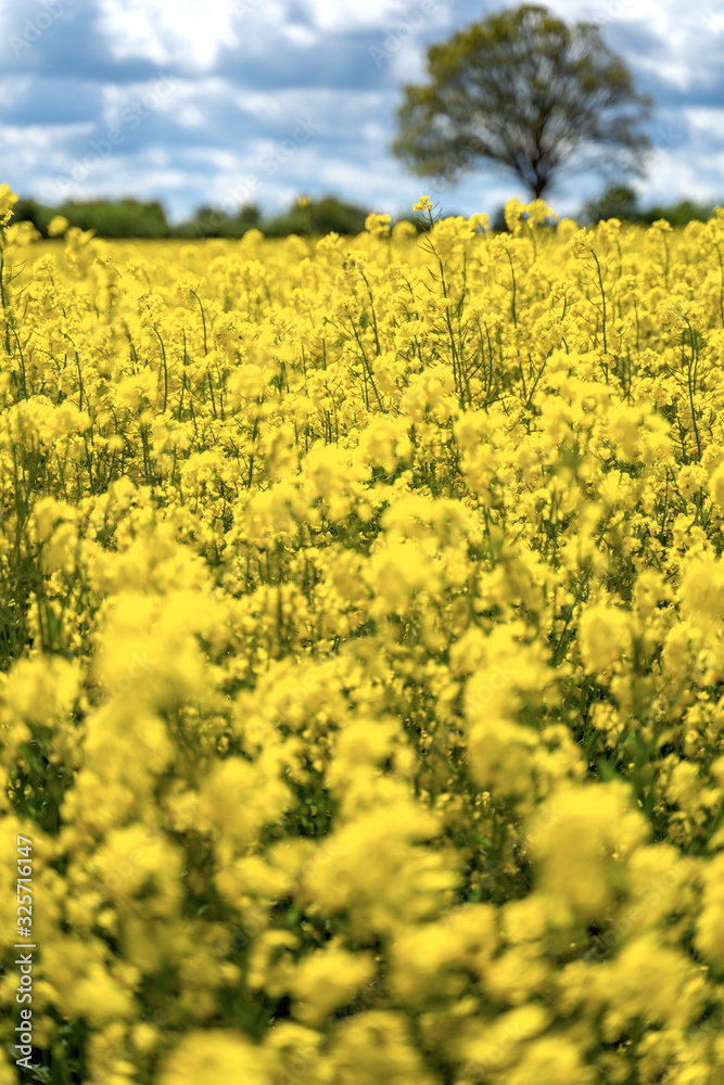 Landscape with rapeseed field and blue sky selective focus