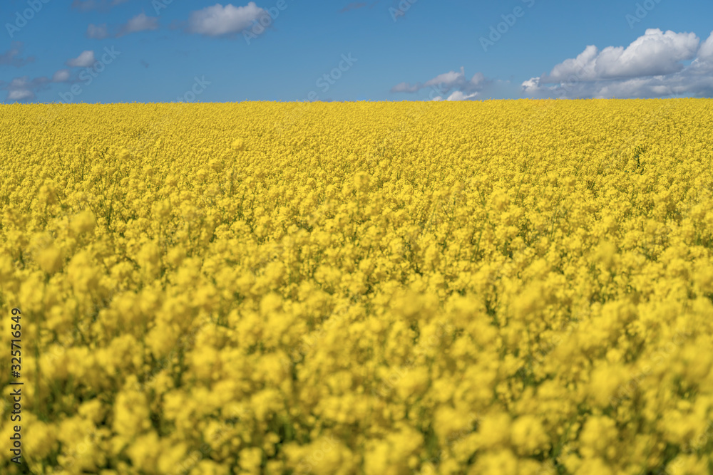 Obraz premium Landscape with rapeseed field and blue sky selective focus