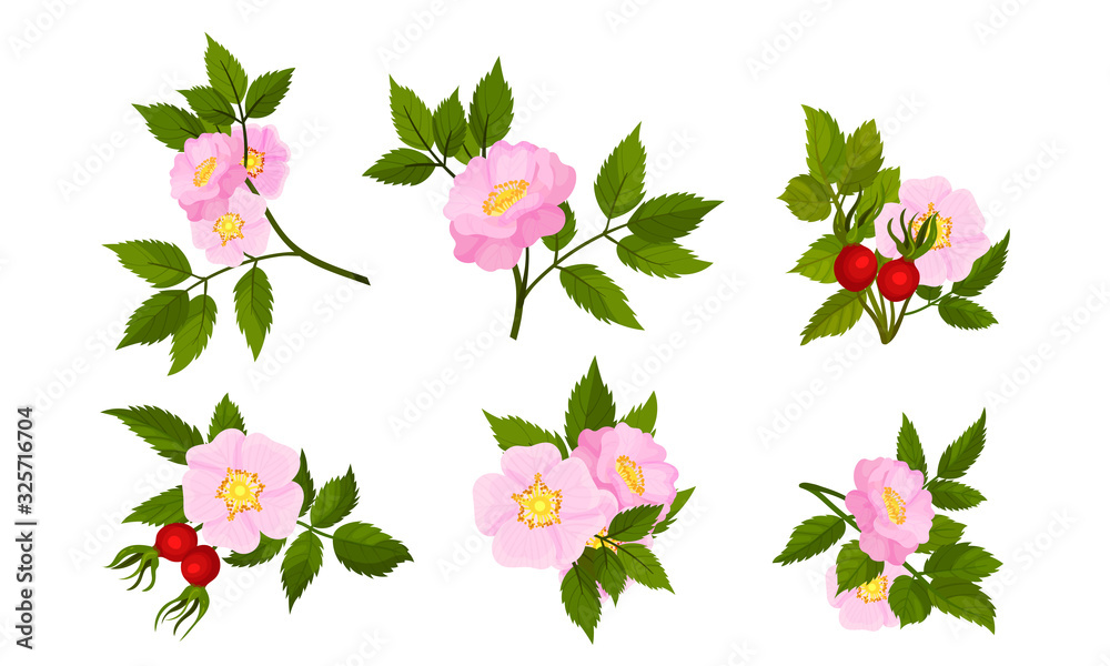 Briar Blossomed Flowers with Rosehips Isolated on White Background Vector Set Briar Blossomed Flowers with Rosehips Isolated on White Background Vector Set