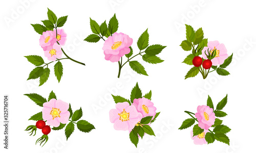 Briar Blossomed Flowers with Rosehips Isolated on White Background Vector Set photo