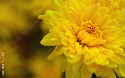 Closeup bouquet of bright yellow chrysanthemum flowers.