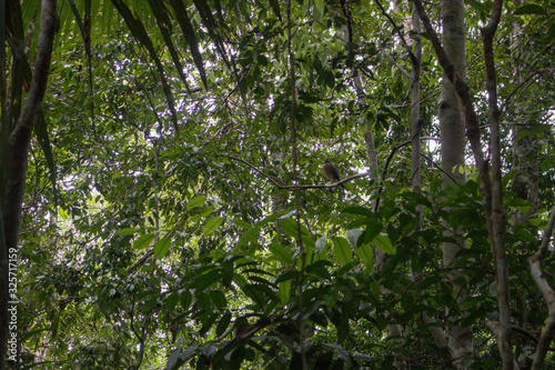Plants and trees in Cuyabeno Wildlife Reserve, Ecuador