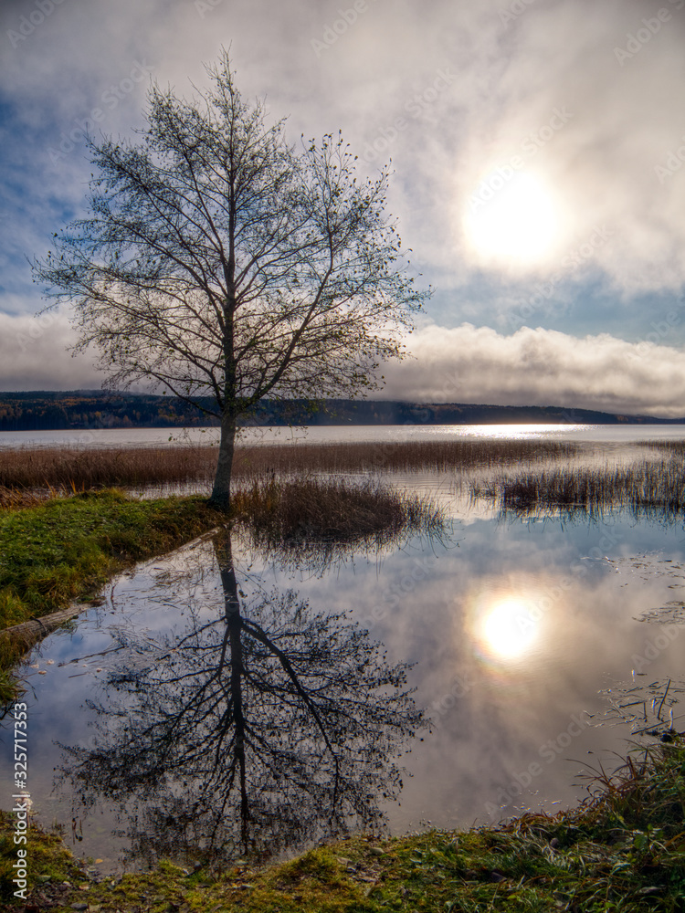 Fototapeta premium tree by a lake with suns reflection
