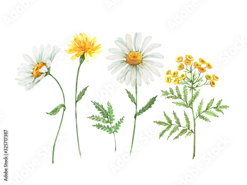 Obraz na plátně Set of watercolor illustrations of daisy flowers